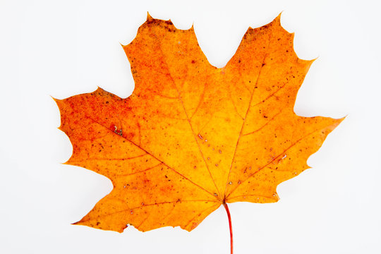 Autumn maple leaf on a white background