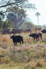 African Buffalo Cape buffalo