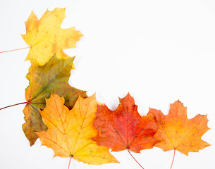 Autumn maple leaves on a white background