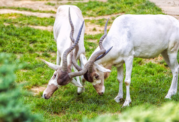 Fighting on a green meadow addax or white antelope, also known as screwhorn antelope, males.