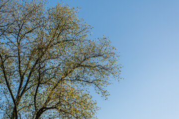 Contrast Tree