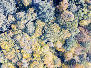 aerial view of a wood with colorful leaves