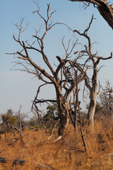  Kalahari desert