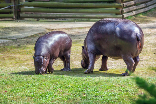 Mother and baby hippopotamus standing on a ground with green grass