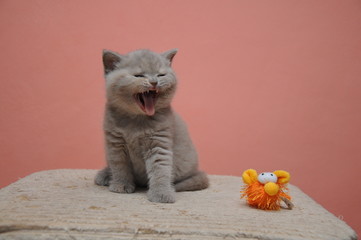 British shorthair kitten with orange background, adorable and cute baby kitten © Martin