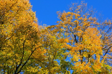 Fototapeta na wymiar Herbstliche Impressionen bei wolkenlosem Himmel