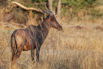 Hartebeest