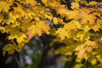 Autumn. Fall scene. Beauty nature scene trees and leaves. Nature background. Selective focus.