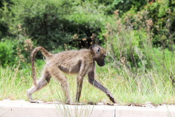 Monkey on the walk. Kruger National park, South Africa.