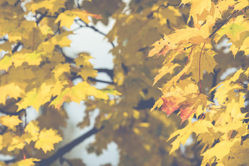 Autumn. Fall scene. Beauty nature scene trees and leaves. Nature background. Selective focus.