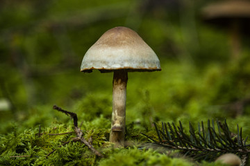 Pilz