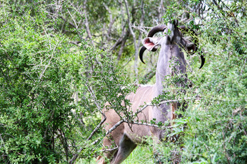 The animal named Greater Kudu is fed with greenery. Kruger National Park, South Africa.