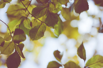 Autumn. Fall scene. Beauty nature scene trees and leaves. Nature background. Selective focus.