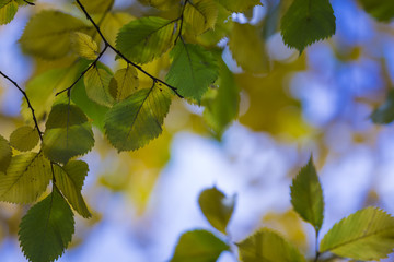 Autumn. Fall scene. Beauty nature scene trees and leaves. Nature background. Selective focus.