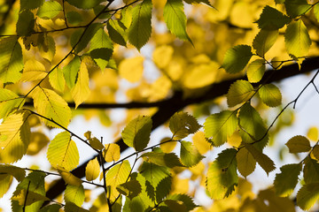 Autumn. Fall scene. Beauty nature scene trees and leaves. Nature background. Selective focus.