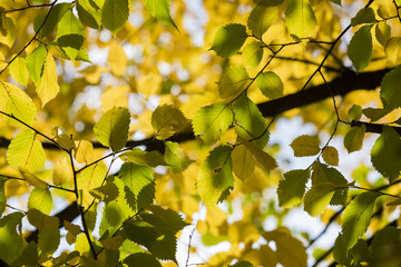 Autumn. Fall scene. Beauty nature scene trees and leaves. Nature background. Selective focus.