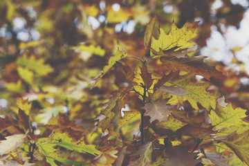 Oak tree. Autumn. Fall scene. Beauty nature scene trees and leaves. Nature background. Selective focus.