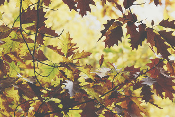 Oak tree. Autumn. Fall scene. Beauty nature scene trees and leaves. Nature background. Selective focus.
