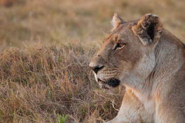 Fototapeta na wymiar Lion in Nature 