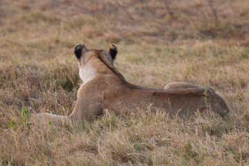 Lion in Nature 