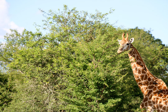 Giraffe is making brake from eating. Kruger National park, South Africa.