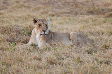 Fototapeta na wymiar Lion in Nature 
