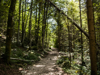 sentiero nel bosco, alberi