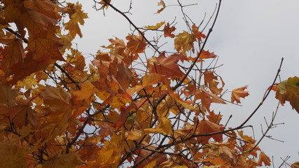 Crown maple in the autumn in the sky. Yellow maple leaves. The leaf fall.