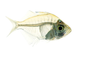 Indian glassy perch.Parambassis rangaIndian.
