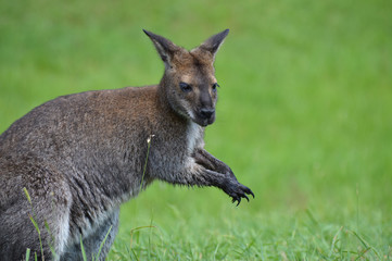 Wallaby in the grass