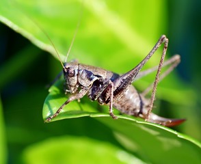 Gemeine Strauchschrecke (Pholidoptera griseoaptera)