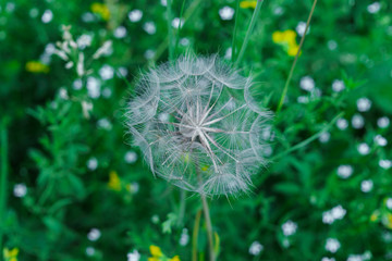 Fluffy seeds of a faded dandelion on the field.
