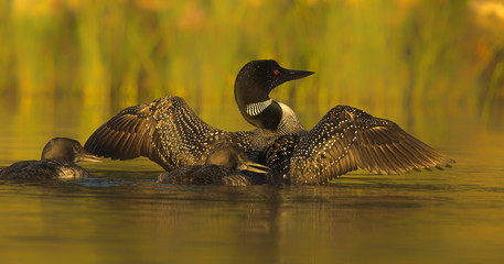 Common Loon With Chicks at Sunrise