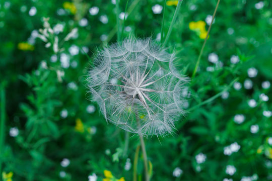 Fototapeta Fluffy seeds of a faded dandelion on the field.
