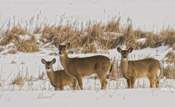 Stand of Whitetails