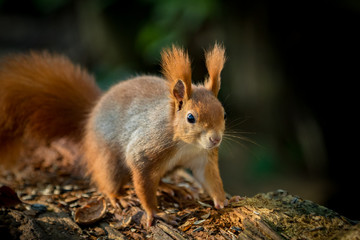 Naklejka na ściany i meble Squirrel animal in natural environment