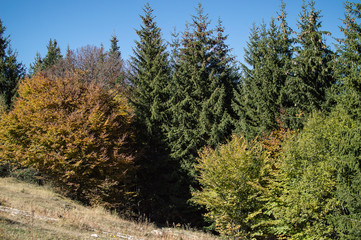 Trees, Autumn colors, 2017