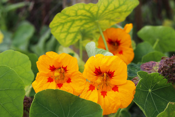 Close up of two edible yellow nasturtium flowers