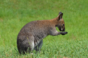 Naklejka premium Wallaby in the grass