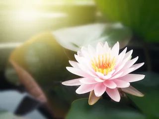 Photo sur Plexiglas fleur de lotus Belle fleur de lotus, eau de nénuphar