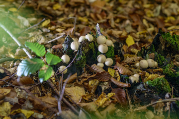 Pilze auf bemoostem Baumstamm auf Waldboden