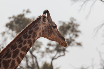 Obraz premium Giraffe