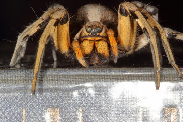 macro of a Spanish tarantula, biggest spanish spider lycosa hispanica