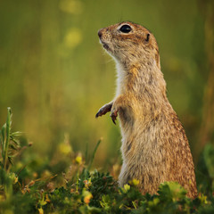 Ground squirrel standing in the grass