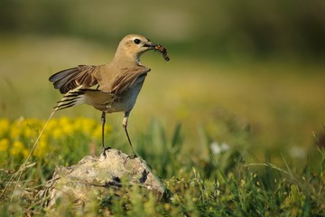 isabelline wheatear stands on rock with prey in beak