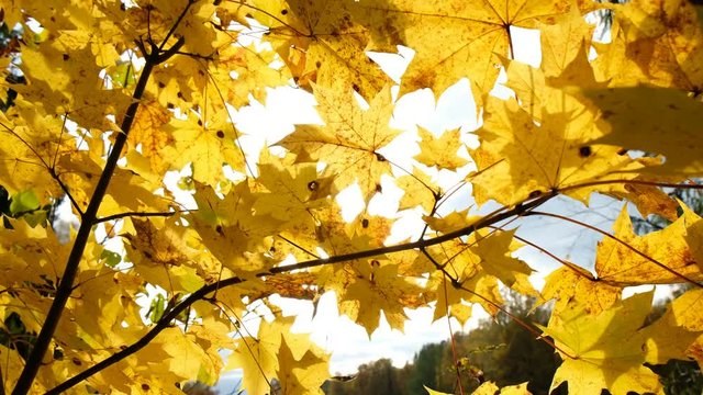 yellow maple leaves on the branches in the rays of the sun swaying in the wind