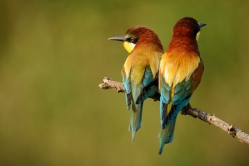 Two bee-eaters sitting on a branch