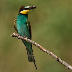 European bee-eater sitting on a stick with a bee in its beak