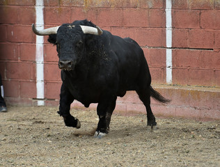 toro