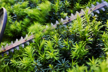 Cutting the yew bush hedge with the electric hedge trimmer; selective focus action